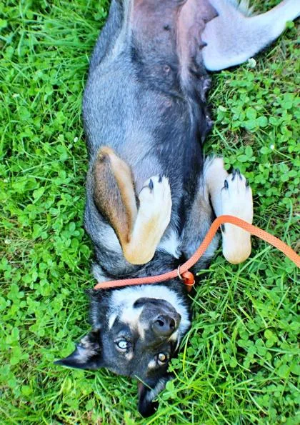 An adult large-sized female Siberian Husky dog named Rosie for adoption in Morton Grove, IL