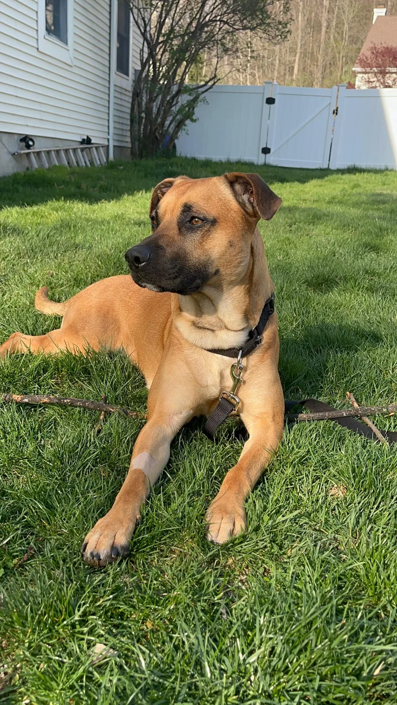 An adult large-sized male Mixed Breed dog named Celsius for adoption in Vassalboro, ME