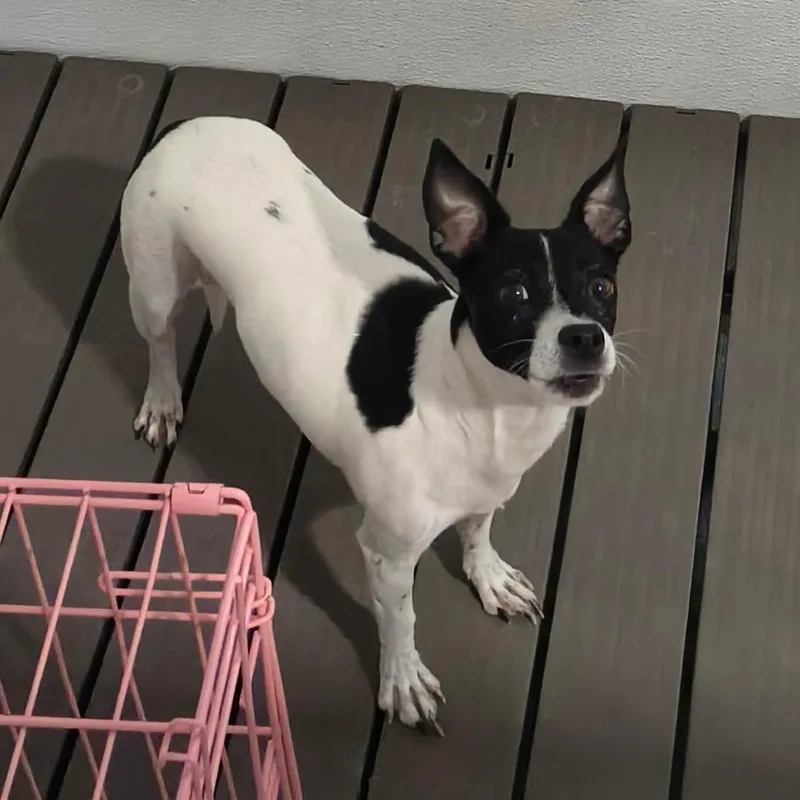An adult small-sized female White / Cream Chihuahua dog named Fawn for adoption in Othello, WA