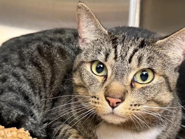 An adult small-sized male Domestic Short Hair cat named Marv for adoption in Santa Rosa, CA