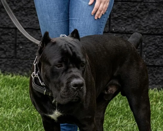 An adult large-sized male Black Cane Corso dog named Jasmine for adoption