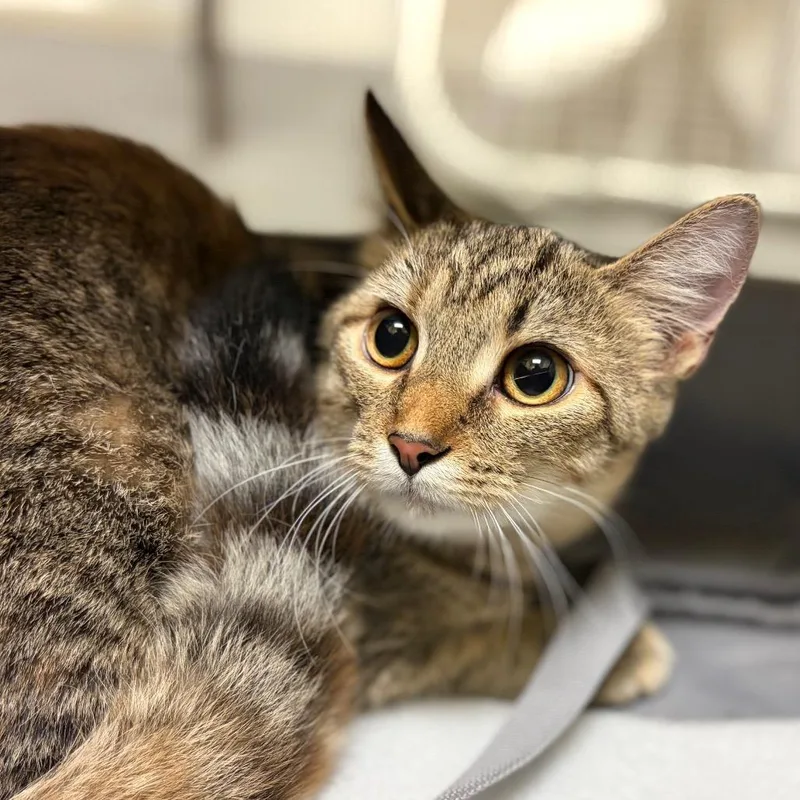 A young medium-sized female Brown / Chocolate Domestic Short Hair cat named Count Chocula for adoption in Charlottesville, VA