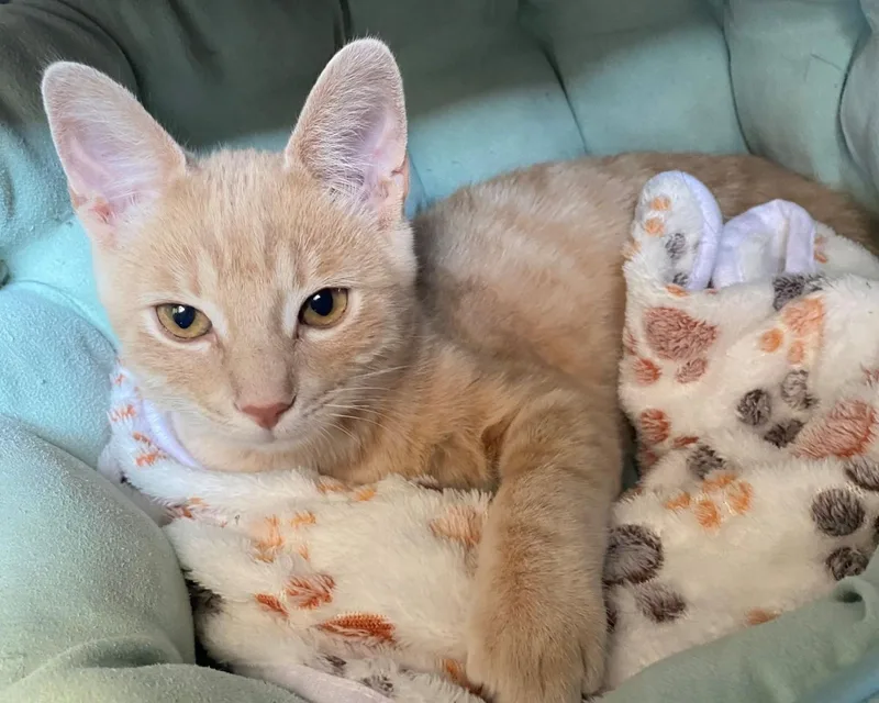 A baby medium-sized male Orange & White Tabby cat named Pumpkin for adoption in Midway City, CA