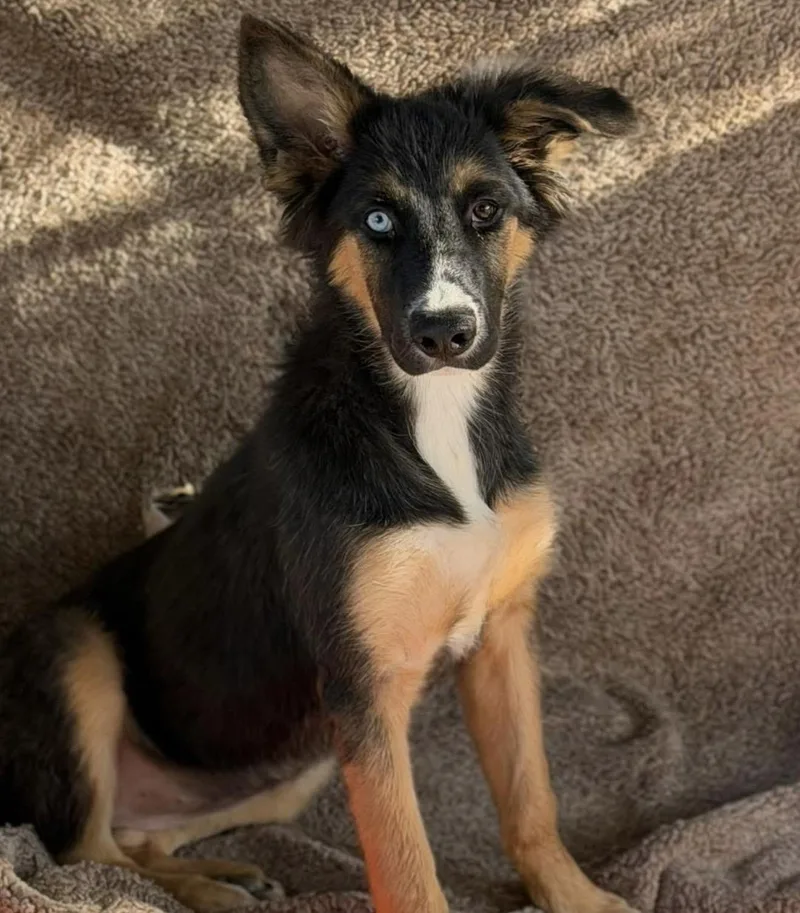 A baby large-sized female Tricolor (Brown, Black, & White) German Shepherd Dog dog named Junie for adoption in Santa Rosa, CA