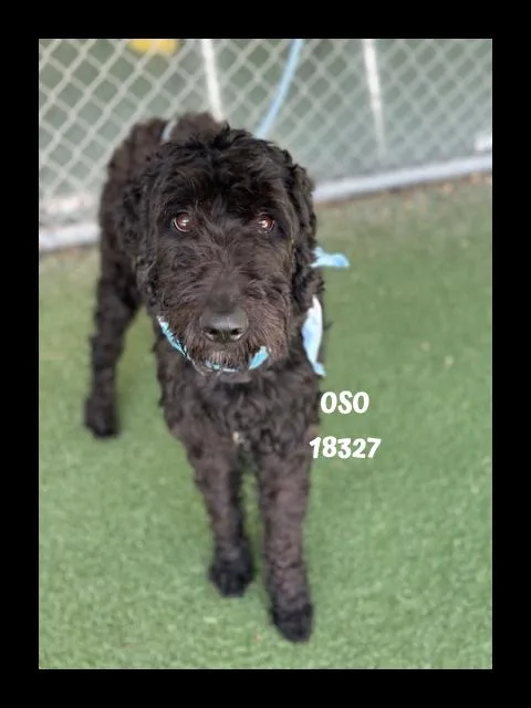 An adult medium-sized male Black Labradoodle dog named Oso for adoption in Marietta, GA