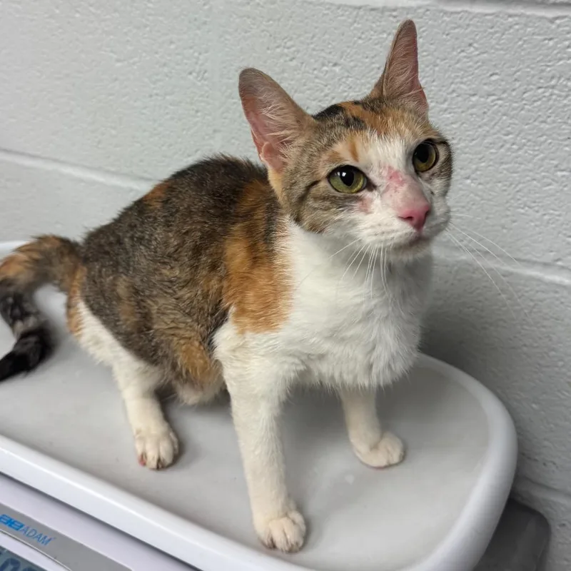 Marie Purrie thumbnail 2