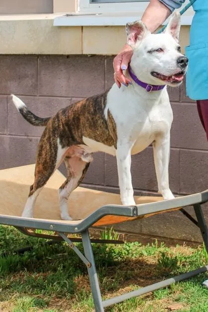 An adult large-sized male Mixed Breed dog named Brickell for adoption in Chamblee, GA