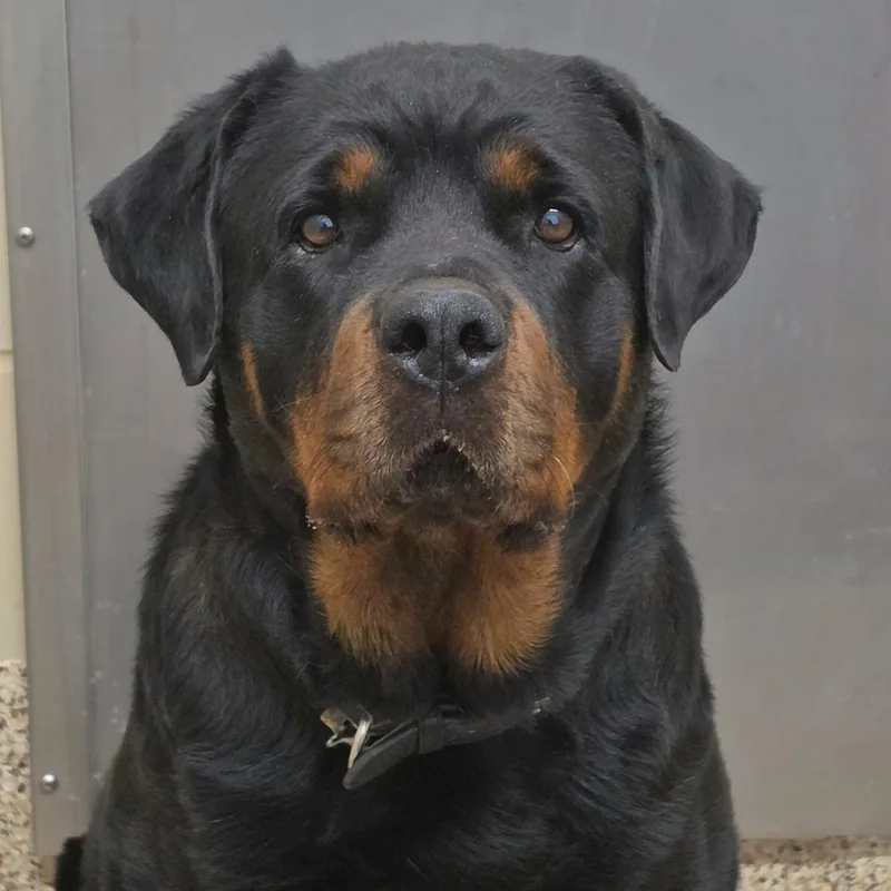 An adult large-sized female Black Rottweiler dog named Princess for adoption in Aiken, SC