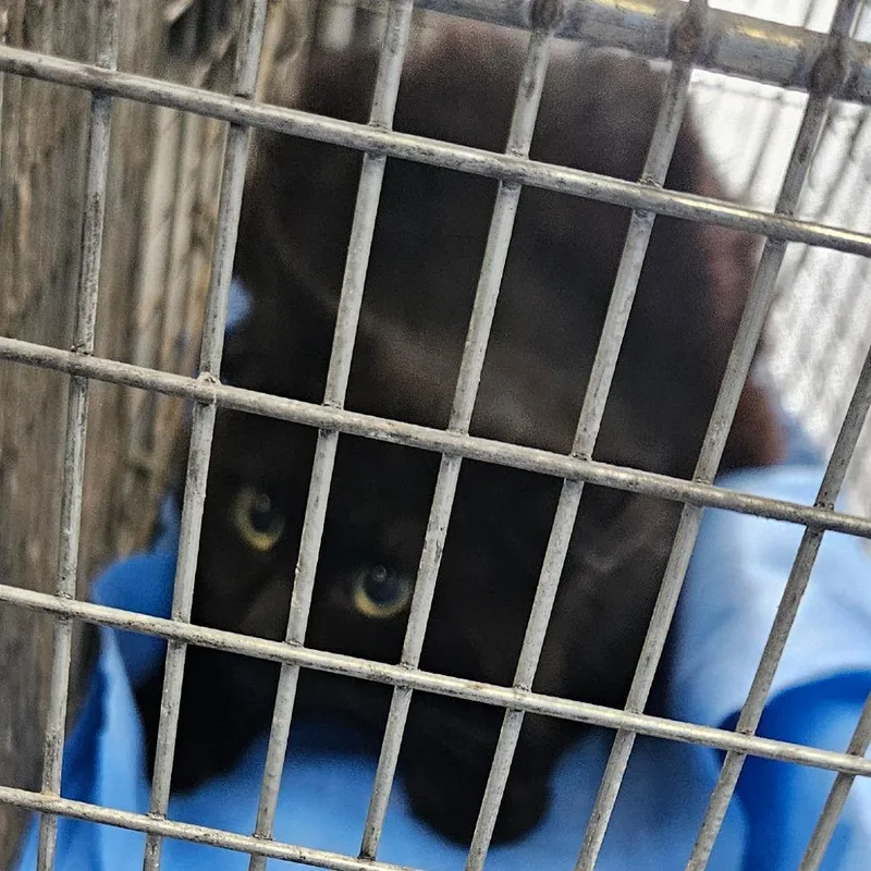 A baby small-sized male Black Domestic Medium Hair cat named Midnight for adoption in Montgomery, AL