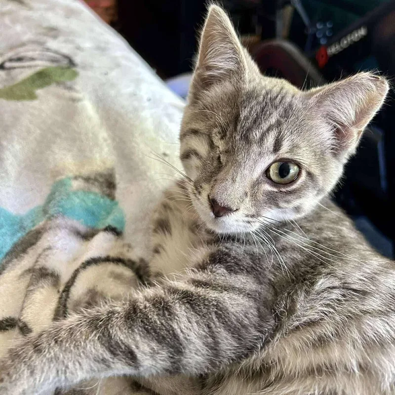 A baby medium-sized male Tabby (Gray / Blue / Silver) Domestic Short Hair cat named Polythemus for adoption in Concord, CA