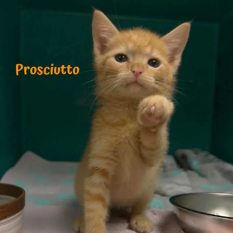 A baby small-sized male Orange / Red American Shorthair cat named Prosciutto for adoption in Oak Ridge, TN