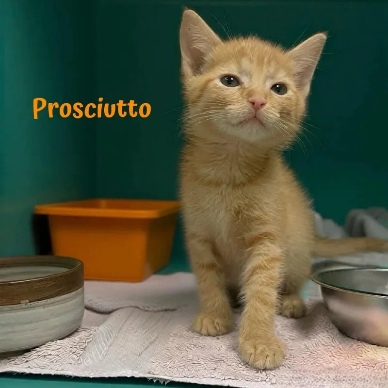 Prosciutto thumbnail 2