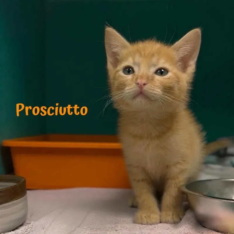 Prosciutto thumbnail 3