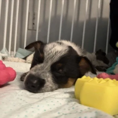 A baby medium-sized female Gray / Blue / Silver Australian Cattle Dog / Blue Heeler dog named Bonnie for adoption in Normal, IL
