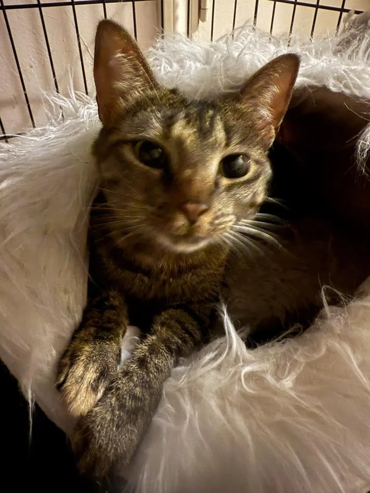 Roxie Cain thumbnail 2