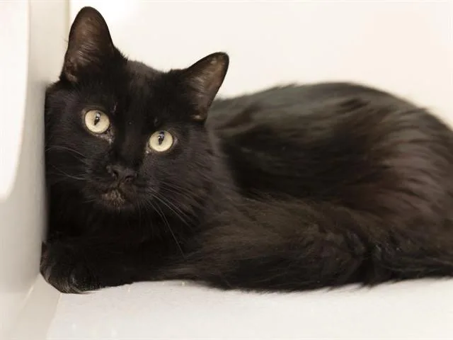 A young small-sized male Domestic Long Hair cat named Poppy for adoption in Phoenix, AZ