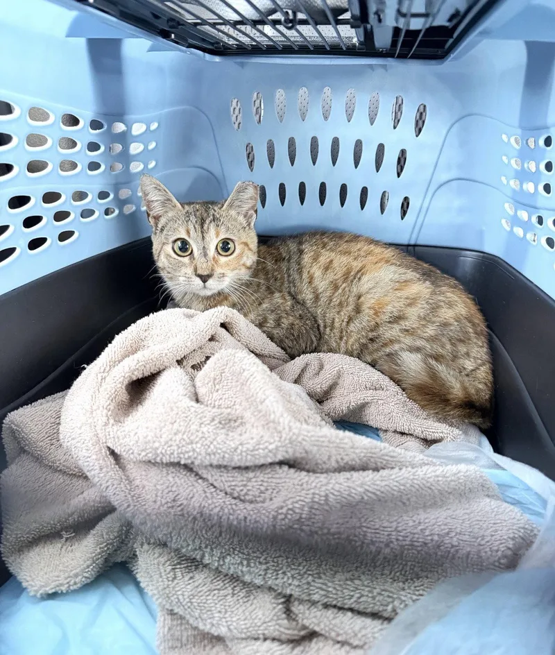 An adult medium-sized female Torbie cat named Honey for adoption in Riverside, CA