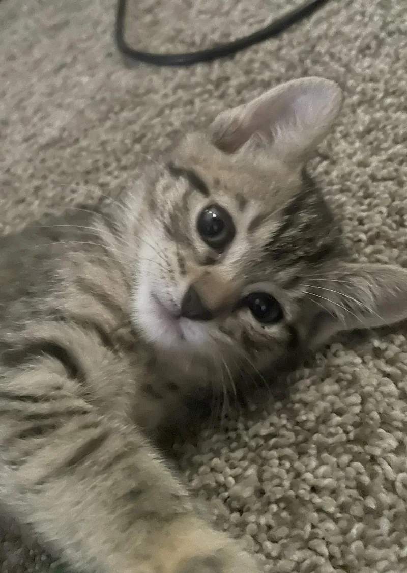 A baby small-sized female Domestic Short Hair cat named Bambi for adoption in Lockport, IL