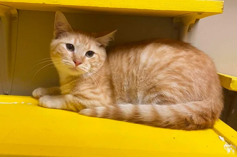 A baby medium-sized male Tabby (Orange / Red) Domestic Short Hair cat named Homer for adoption in Maryville, MO