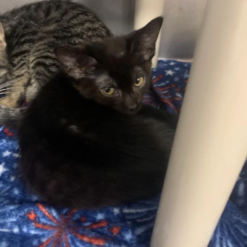 A baby small-sized female Black Domestic Short Hair cat named Blackberry for adoption in West Palm Beach, FL