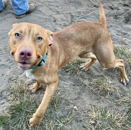 An adult medium-sized male Mixed Breed dog named Mr. Worldwide for adoption in Savannah, GA