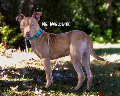 Mr. Worldwide thumbnail 3