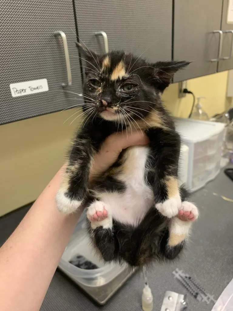 A baby medium-sized female Domestic Short Hair cat named Cub for adoption in Florence, SC
