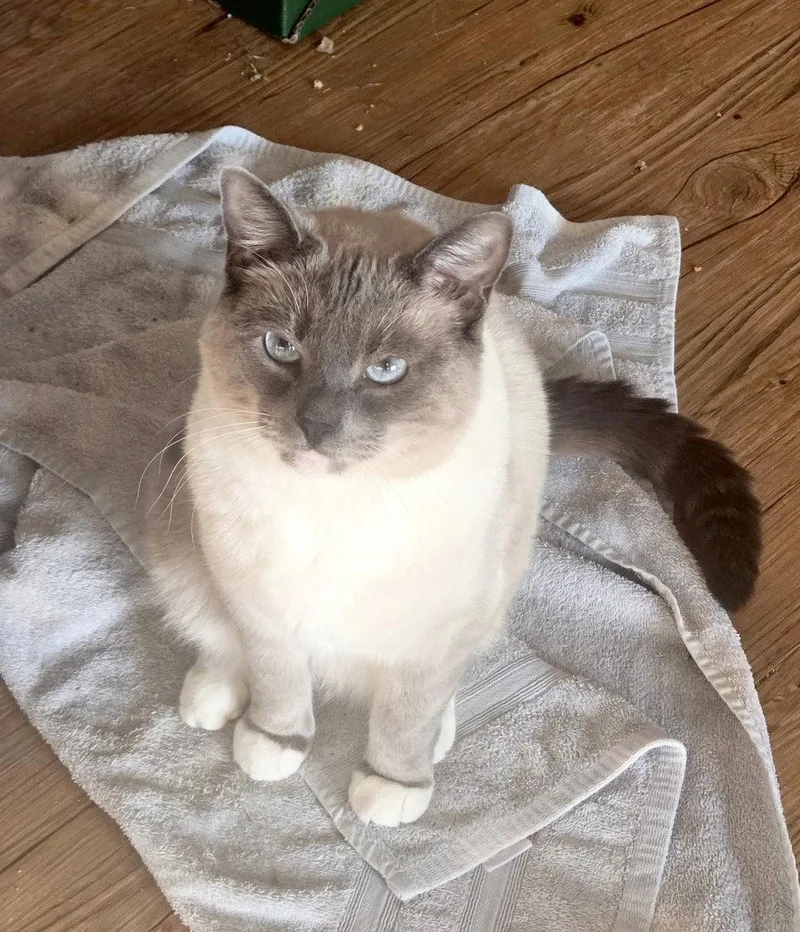 An adult medium-sized female Siamese cat named Dobby for adoption in Oxford, MS