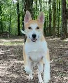 A baby medium-sized male Mixed Breed dog named Mason for adoption in West Chester, PA