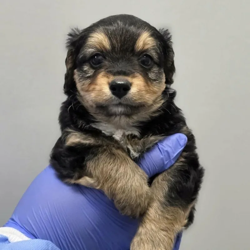 A baby medium-sized male Mixed Breed dog named Willis for adoption in Long Island City, NY