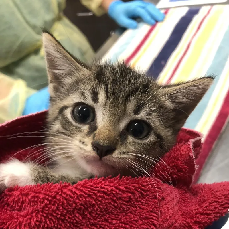 A baby small-sized female Brown / Chocolate Domestic Short Hair cat named Granit for adoption in Oak Park, IL