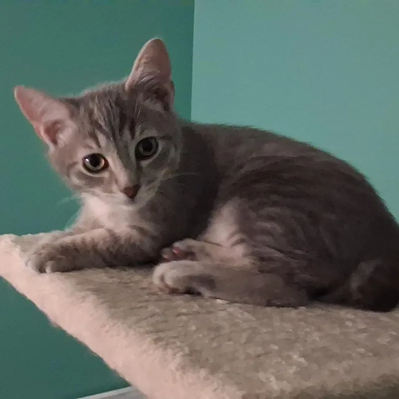 A baby small-sized male Gray / Blue / Silver Domestic Short Hair cat named Gnocchi for adoption in La Grange, KY