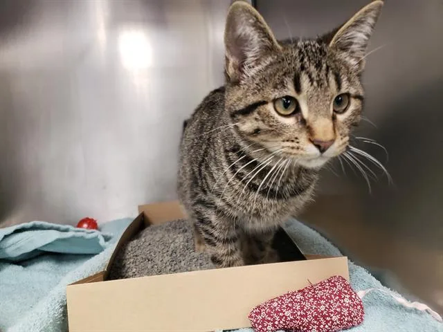 A baby small-sized female Domestic Short Hair cat named Glue Stick for adoption in Omaha, NE