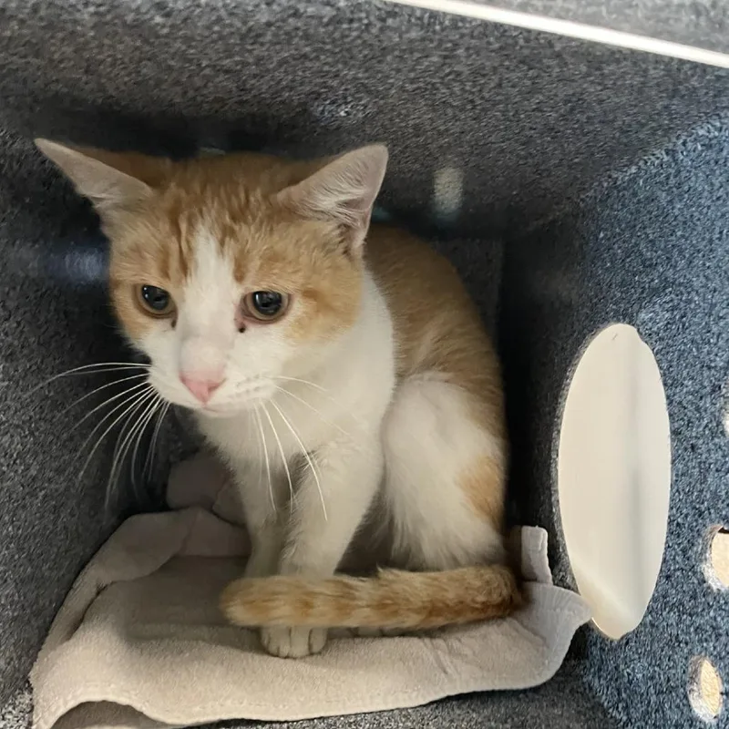 An adult medium-sized male Orange / Red Domestic Short Hair cat named Buddy for adoption in Pasadena, CA