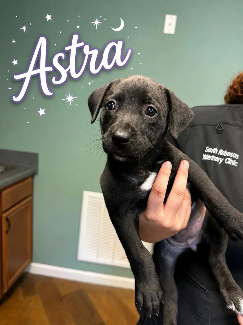 A baby medium-sized female Black Labrador Retriever dog named Astra for adoption in Conway, SC