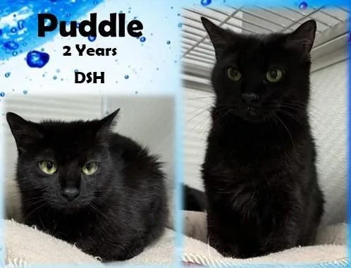 An adult medium-sized female Black Domestic Short Hair cat named Puddle for adoption in Franklin, IN
