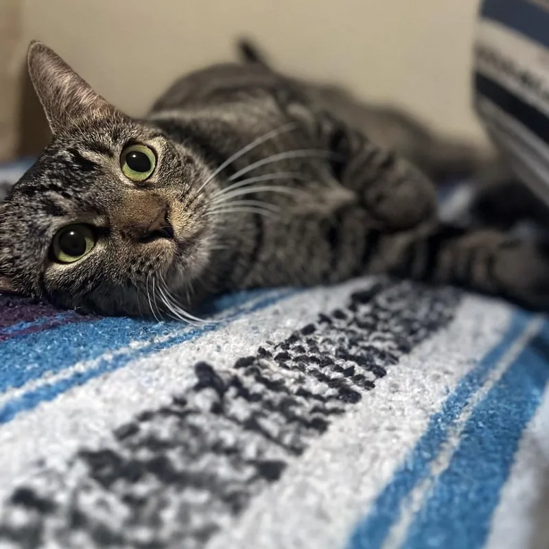 Silly Momma thumbnail 2