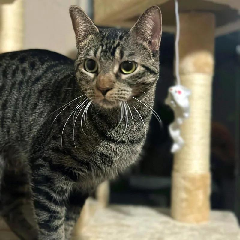 Silly Momma thumbnail 3