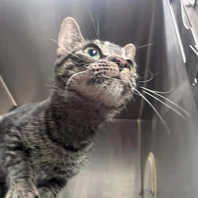 Silly Momma thumbnail 4