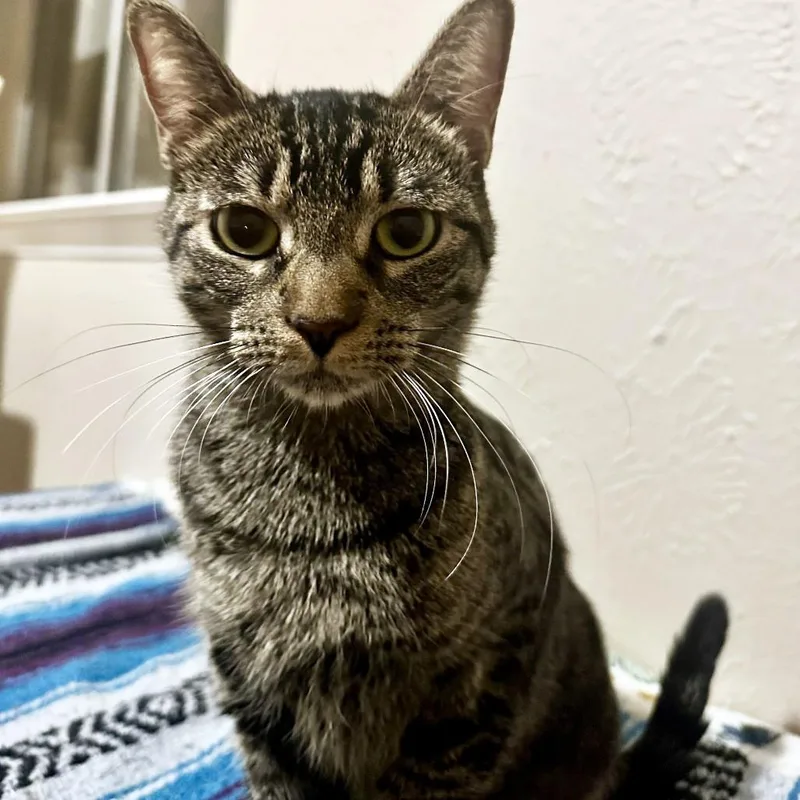 Silly Momma thumbnail 5