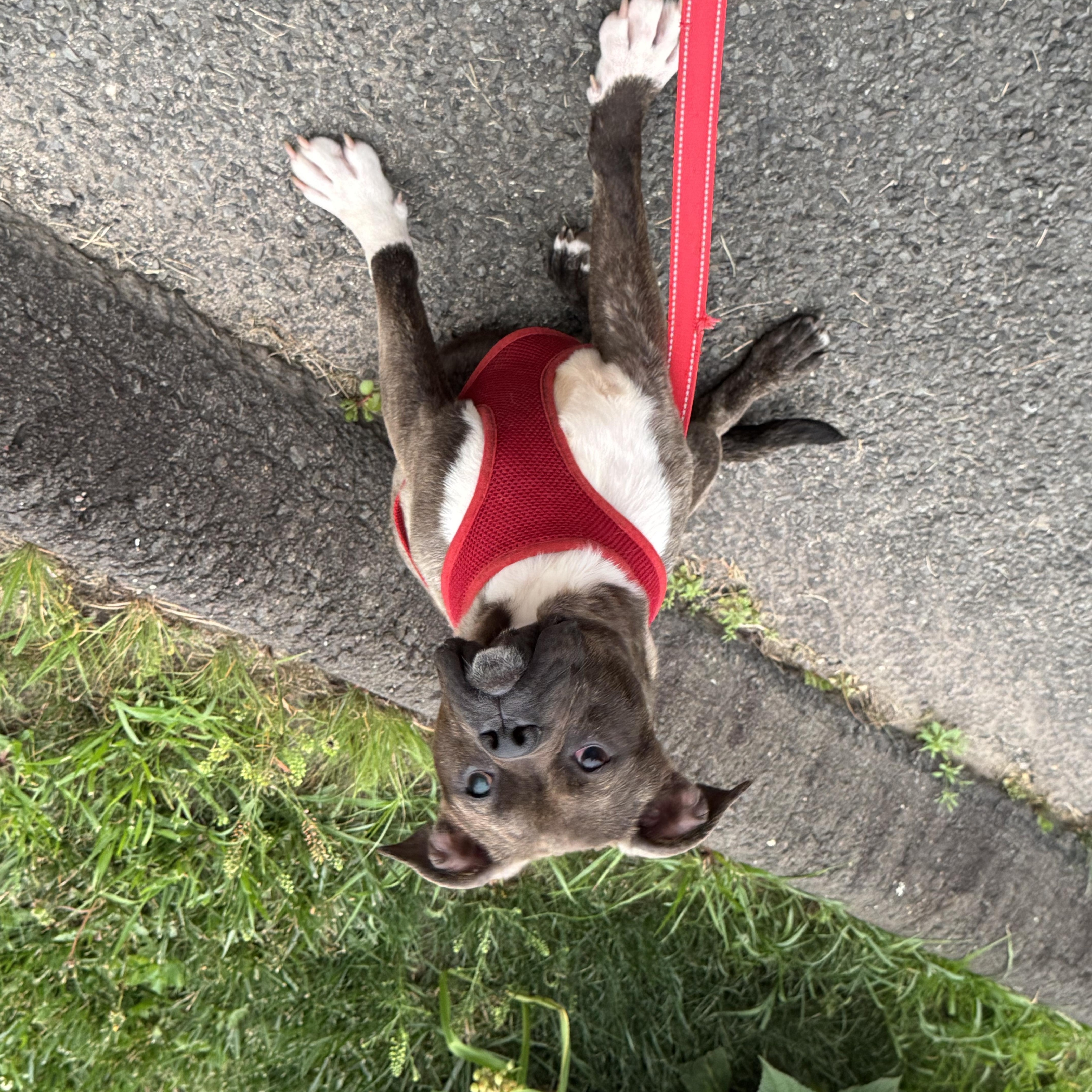 An adult medium-sized male Gray / Blue / Silver Pit Bull Terrier dog named Bugsy for adoption in Watertown, CT