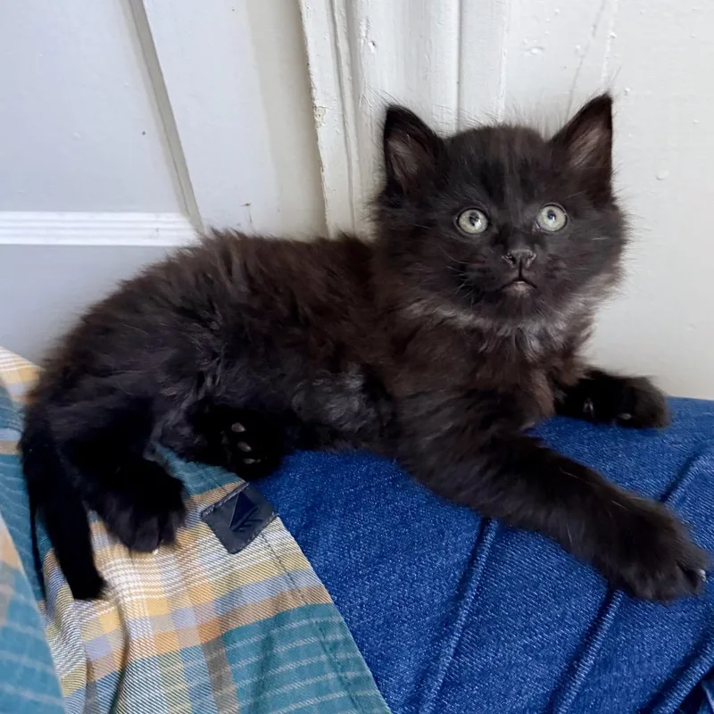 A baby small-sized male Black Domestic Long Hair cat named Uncle Baby Billy for adoption in Costa Mesa, CA
