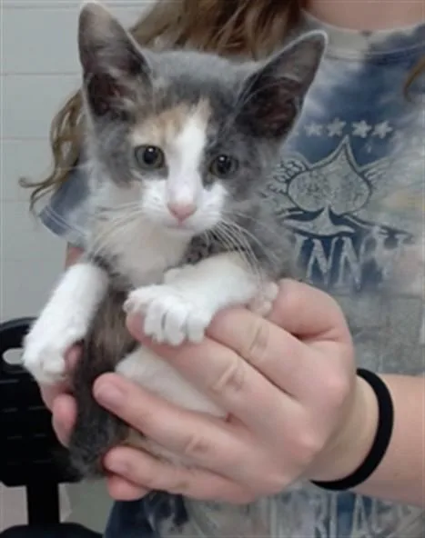 A baby small-sized female Domestic Short Hair cat named Violeta for adoption in Salinas, CA