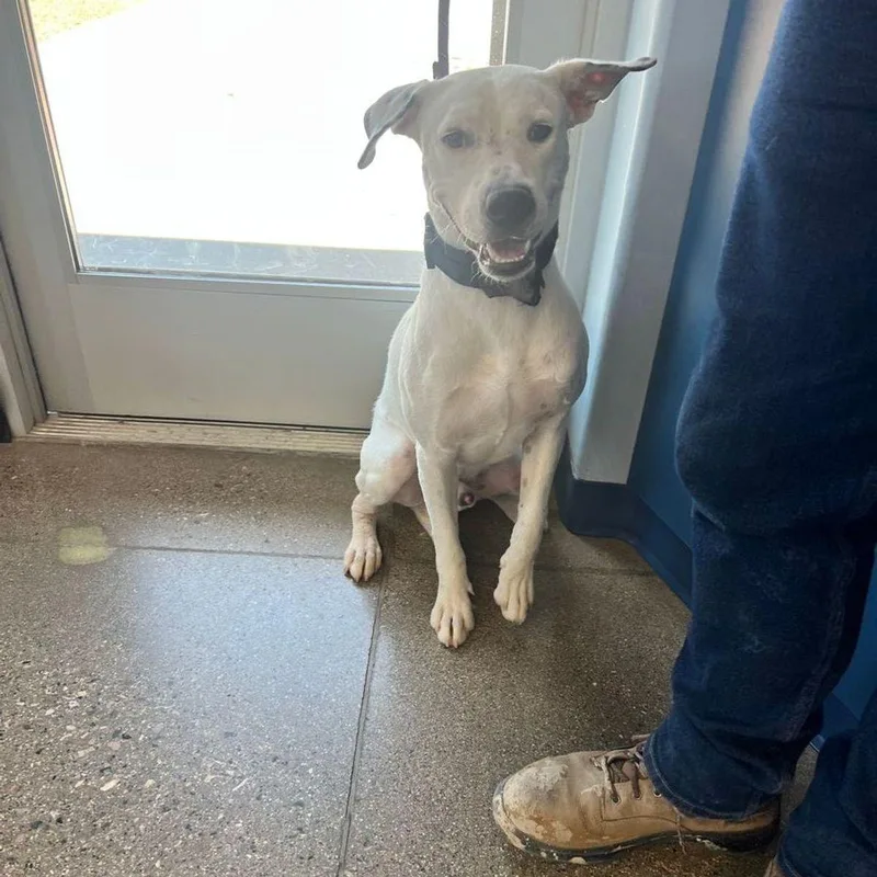 An adult medium-sized male White / Cream American Staffordshire Terrier dog named Trigger for adoption in Kingman, AZ
