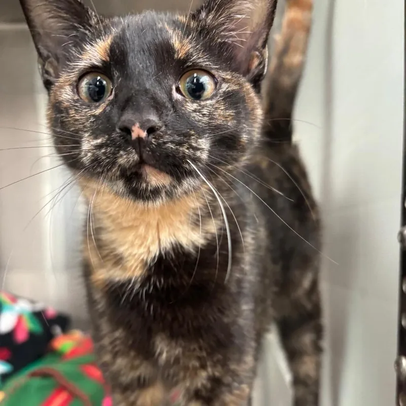 A baby medium-sized female Domestic Short Hair cat named Rose for adoption in Corpus Christi, TX