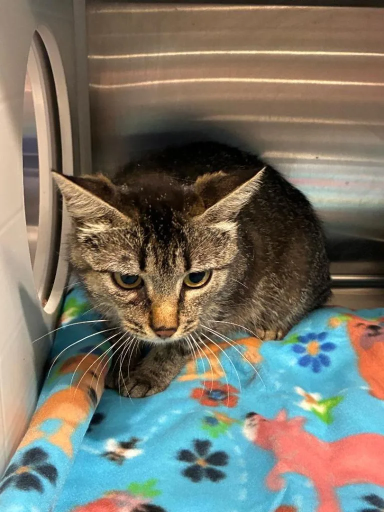 A young medium-sized female Domestic Short Hair cat named Sadie for adoption in Sidney, OH