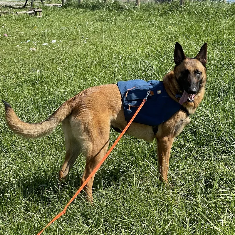 An adult large-sized male Red / Chestnut / Orange Belgian Shepherd / Malinois dog named Hal for adoption in Oakville, WA
