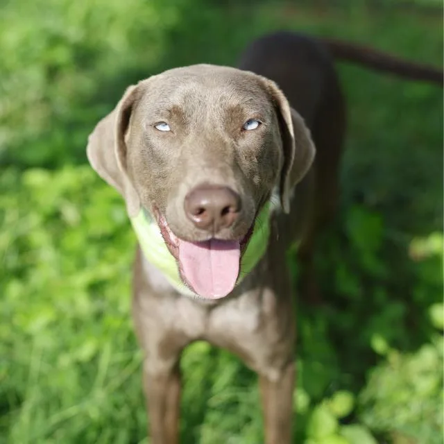 A young medium-sized female American Staffordshire Terrier dog named Marv for adoption in San Antonio, TX