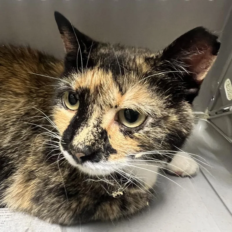 An adult medium-sized female Calico Domestic Short Hair cat named 71509 for adoption in Harrisonburg, VA