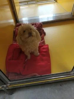 An adult small-sized female Maltese dog named Curly Fry for adoption in Independence, MO